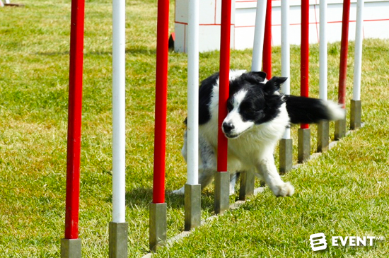 AKC-National-Championship-presented-by-Royal-Canin