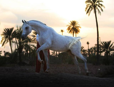 selman-horse-exhibiton-marrakech