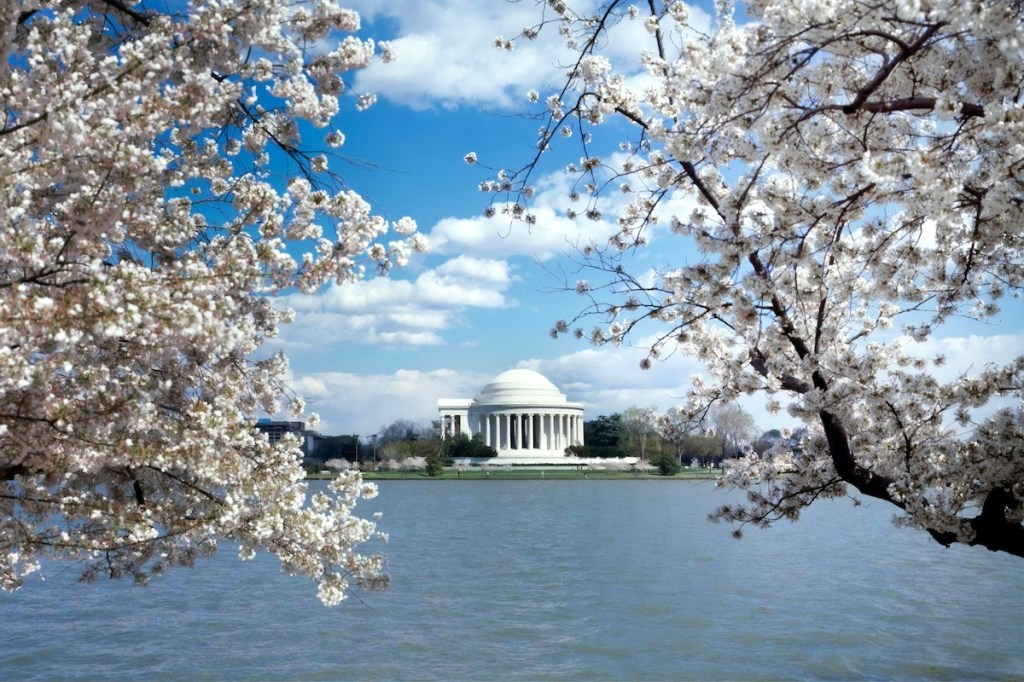 Photo of neoclassic building across a body of water with cherry blossoms, in the foreground