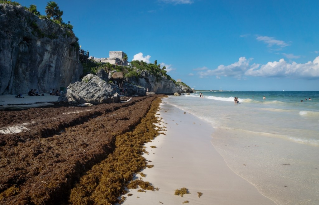 seaweed on beach