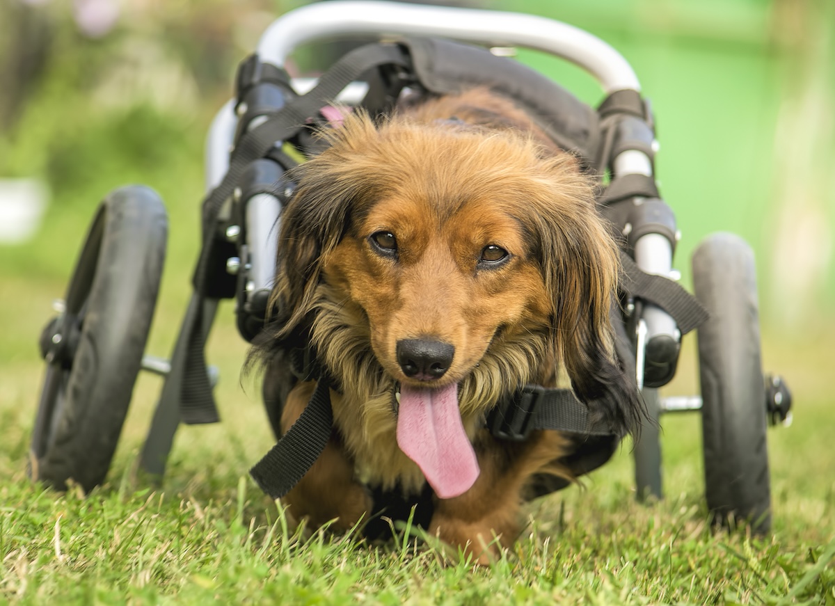 dog wheelchair