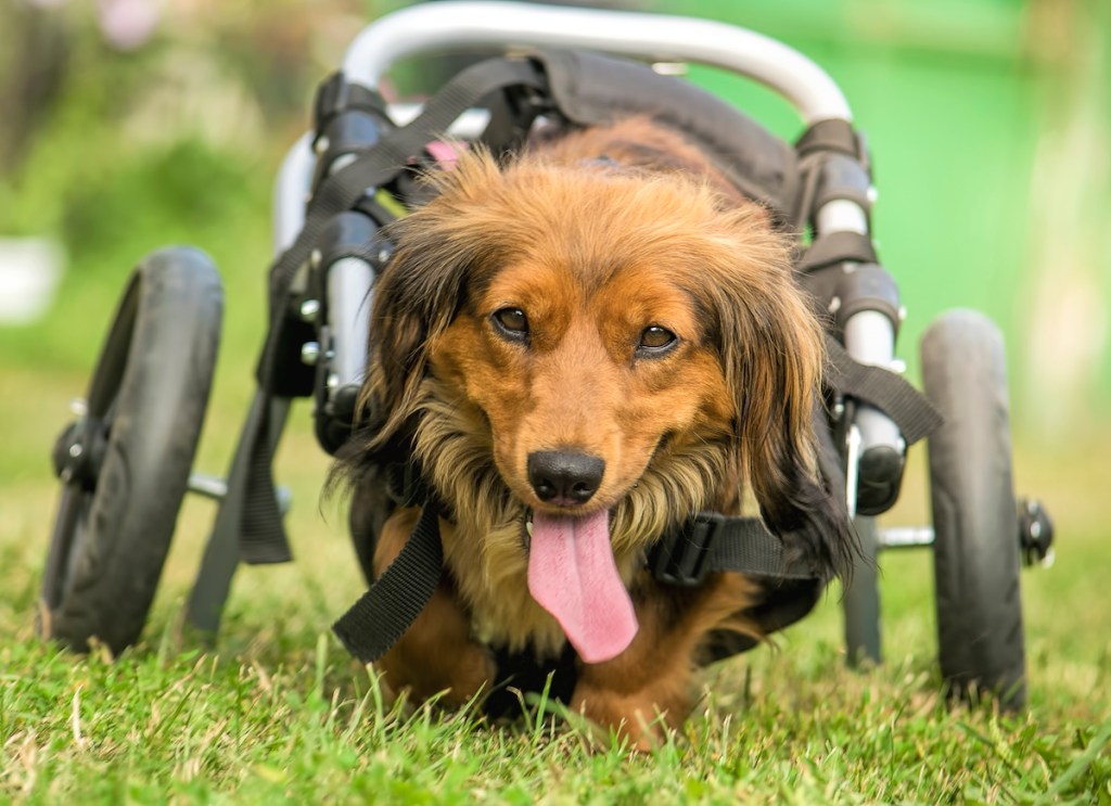 dog wheelchair